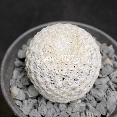 2PCS 3cm Mammillaria herrerae RareSucculent Cactus Plant Cactaceae Garden |  eBay