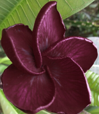 Plumeria Seeds/Frangipani/Flowers/ Meena / 100 Seeds Rare!!