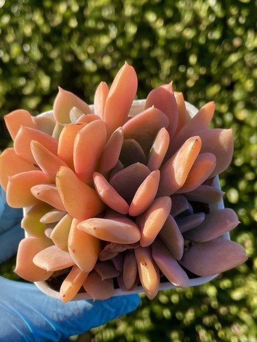 Rare Succulent Echeveria Misty Lilac 5-Head 3- Inch Pink Rooted Live Plant - Picture 10 of 16