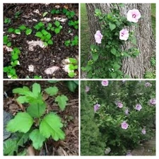 75 Rose Of Sharon Hibiscus  Live Plant Roots 2" + Tall  Starter Bush  fast grow
