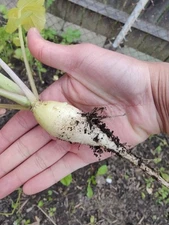 400+ Radish Seeds White Icicle Radish Non GMO Garden Vegetable Seeds USA