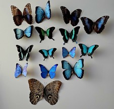 Butterflies for collectors | Butterfly taxidermy