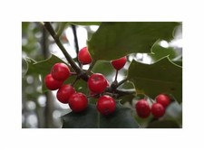 10x Ilex aquifolium - Europäische Stechpalme Garten Pflanzen - Samen ID1839