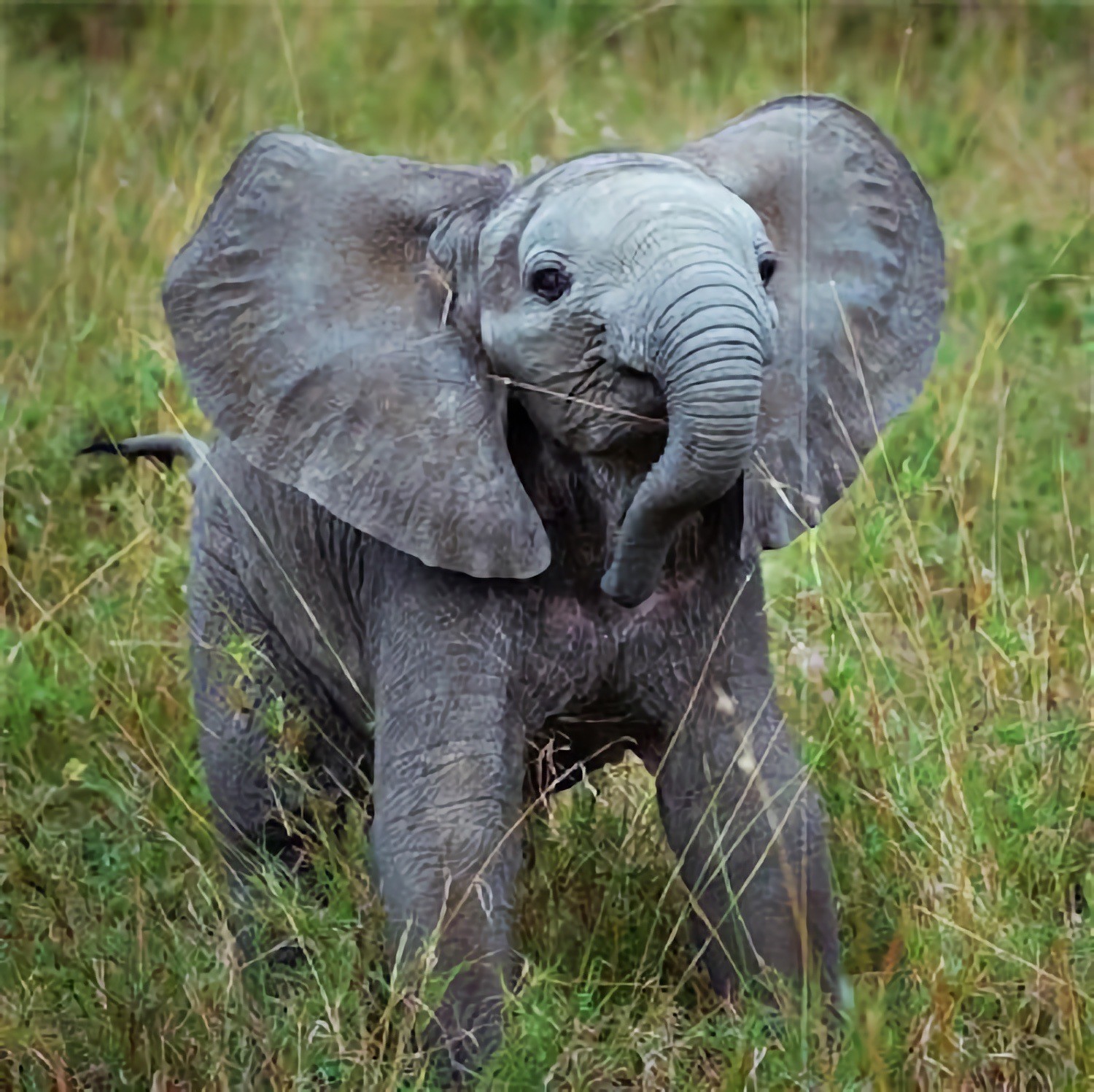 WWF African Elephant Blank Card Notelet Birthday Good Luck Thank You Get Well