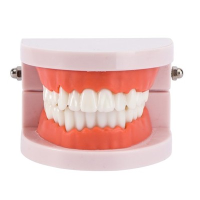  3 STÜCKE Zähne Modell Standard Dental Teaching Study TypoDont Demonstration
