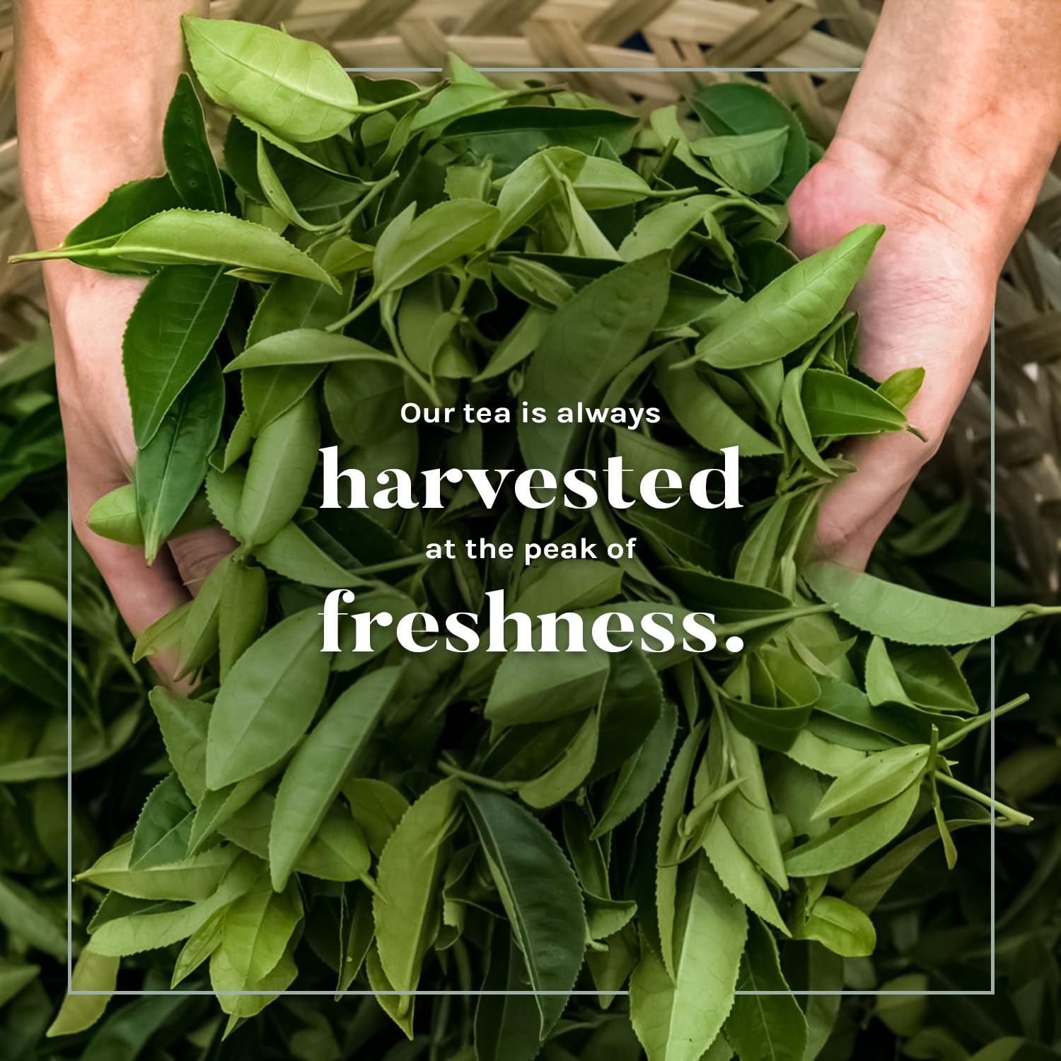 Uncle Lee's Organic Green Tea Bags 4-Pack, 106-Count Super Packs – Bright & R...