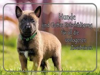 Holzschild 30X40 Cm Hunde Sind Gottes EntschäDigung Deko Geschenk Holz Schild