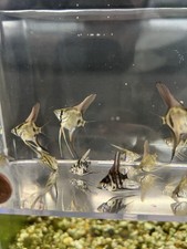 Philippine Blue Angelfish Juveniles Lot of 10 Unsexed Freshwater Live Fish
