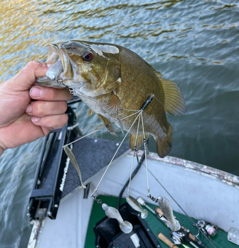  Alabama Rig Finesse Bait Ball Premium Hardware Umbrella - KEITECHS NOT INCLUDED - Image 2