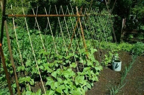 Bastoni di bambù qualità spessa pianta da giardino vegana di supporto resistente bastone forte - Foto 5 di 8