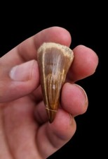 Incredible rare mysteriosus stelladen Mosasaur tooth