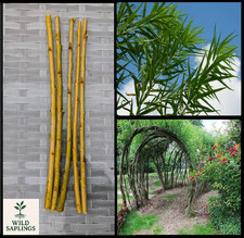 Common Osier Willow Cuttings (Salix Viminalis) Hedging Plants | Fencing | Arch