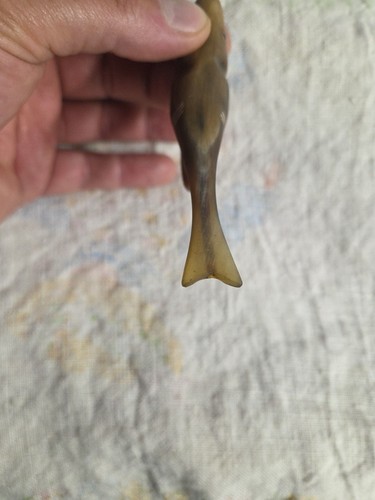 Vintage MCM geschnitztes Horn Fisch geformtes Zigarettenetui 4,25" Handarbeit - Bild 4 von 13