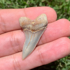 Carcharofon planus Shark Tooth, Bakersfield Mako megalodon era
