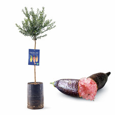 Pianta di Finger Lime/Caviale di limone - Frutto Rosa - H100 inclusa fitocella