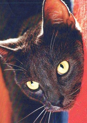 Cats Animal Postcard Unposted #PBC427