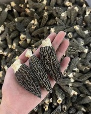 Premium Dried Morel Mushrooms 5-7 cm 100% Natural ????????? 5-7??