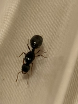 Tetramorium Immigrans ant colony + lots brood! with guarantee! READ DESCRIPTION