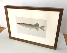 Frames Denton Antique Fish Print