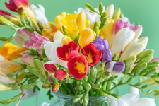 20 Freesia Double Mix Summer Flowering Bulbs Fragrant Garden Cut Flowers Corms