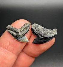 Breathtaking Pair Of Tiger Shark Teeth South Carolina River Gems