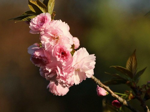 Kwanzan Flowering Cherry Tree - Live Potted Plant - 36-48" Tall - Prunus Kanzan - Picture 4 of 11