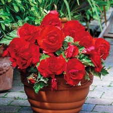 2 - Non-Stop RED DOUBLE BEGONIA Live Flower Plant Bulbs  COLOR in WINDOW BOXES