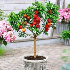 Dwarf Peach Tree Plant Hardy Compact Patio Pots Fruit Trees Garden Plants LARGE