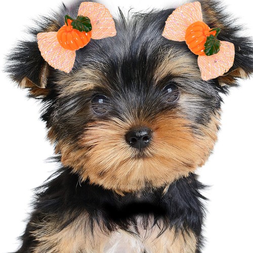 10 Pcs Coiffe De économies Chien Dhalloween Accessoire Coiffure Pour Animaux Compagnie