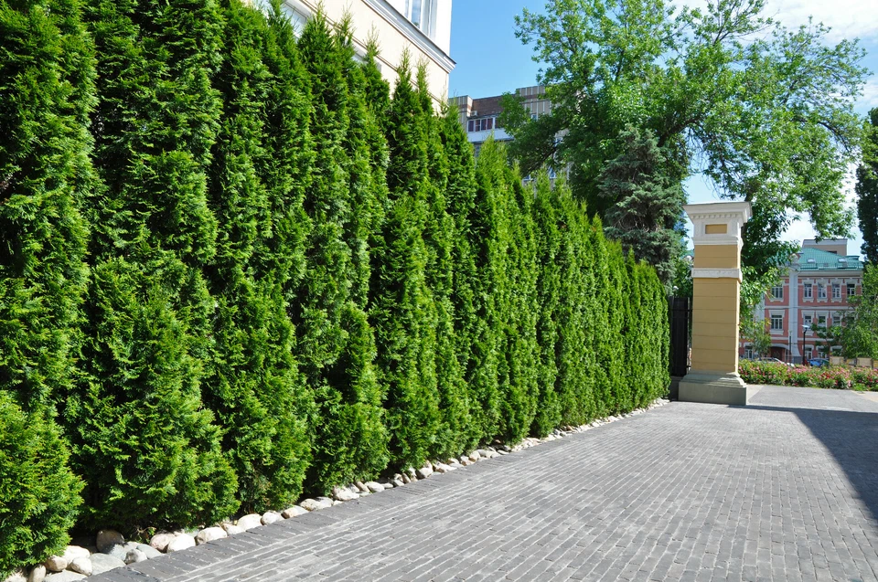 20st. Thuja Smaragd 120–150cm ohne Topf gemessen Super Buschig XXL Heckenpflanze