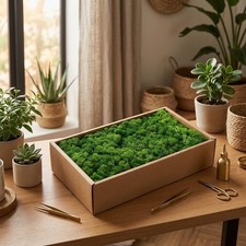Preserved Reindeer Moss Kit 6 Colors 500g for Wall Art