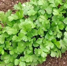 Buy 1 Get 1 Free - 500 Organic Cilantro Seeds