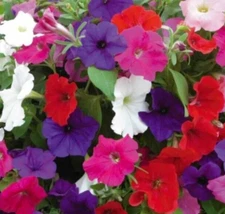 PETUNIA SEEDS 4000+ "DWARF MIX" mixed colors ANNUAL FLOWER GARDEN FREE SHIPPING