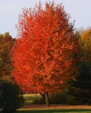 Autumn Blaze Maple Tree - Live Plant in 2.5" Pot - Acer x freemanii 'Jeffersre