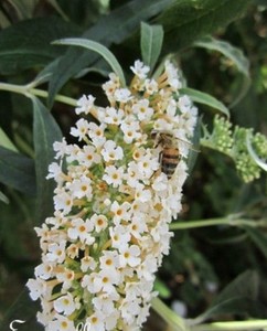 Détails Sur Arbre Papillons Buddleia à Fleur Blanche Graines Superbe Arbuste Mellifère