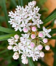 ASCLEPIAS ANGUSTIFOLIA 'SONOITA', ALGODONCILLO ARIZONA