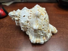 FROG BURSA BUBO SEA SHELL DECOR 6 1/2"