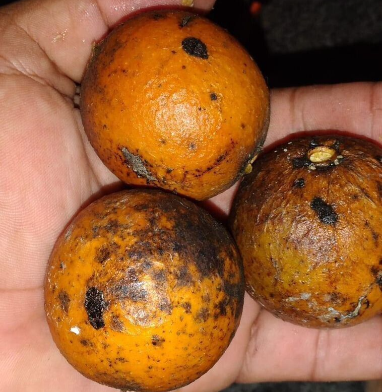 Pouteria sp “Caimitillo” - BEYOND RARE