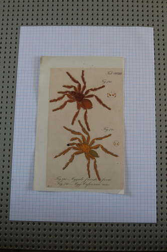 Impresiones antiguas coloreadas a mano de la década de 1840 arañas MYGALE-CL Koch-TARANTULA-Funnelwebs - Imagen 8 de 40