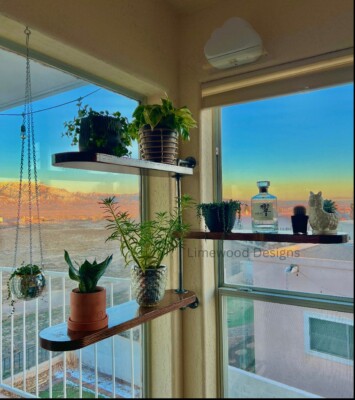 giant jade plant for sale Explore the Collection of Elephant Bush Jade Tree main image 1