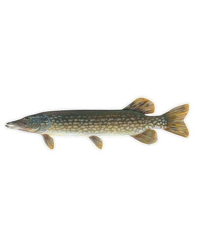 Fish Stickers and Magnets Small Mouth Bass and More Full List Below GGS Graphics - Picture 46 of 66