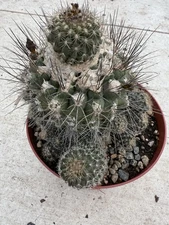 Copiapoa humilis Longispina Seedgrown Old!!