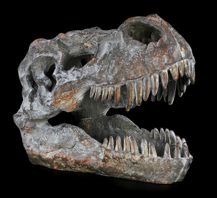 Skull - Tyrannosaurus Rex Small - Skull Skeleton T-Rex Fossil Dinosaur