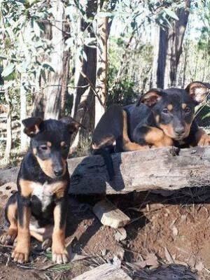 Bendigo Region Vic Dogs Puppies Gumtree Australia Free Local Classifieds