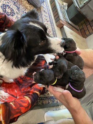 Border Collie X Kelpie Puppies In Western Australia Dogs Puppies Gumtree Australia Free Local Classifieds