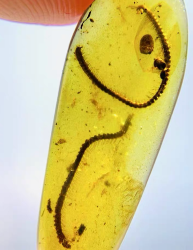 Cretaceous Fossil Burmese amber burmite millipede insect amber Fossil Myanmar - Picture 3 of 4