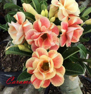 Desert Rose 本体 3Desert_Rose_with_Flowers_600x