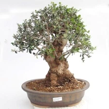 Olea Europaea ( European Olive Tree ), 20 seeds