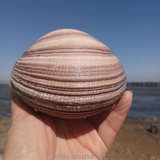 10cm Natural Seashell Conch Blue Clam Aquarium Tank Home Ornament Large Shell