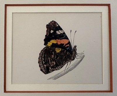 Farfalle Chromolithografie Vanessa Admiral 1895 Schmetterling Schmetterlinge